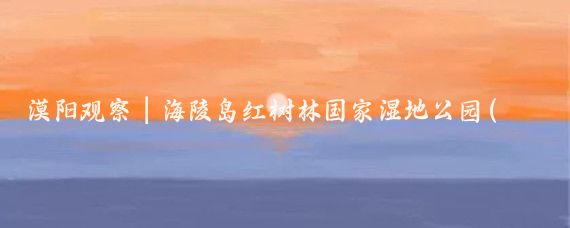 漠阳观察|海陵岛红树林国家湿地公园(红树林湿地公园旅游)