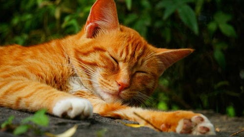橘猫星球游戏攻略(橘猫游戏app)