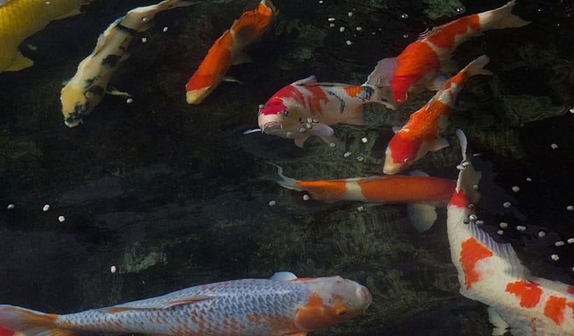 鱼都沉在缸底不游动（鱼为什么沉在鱼缸底部）(图3)