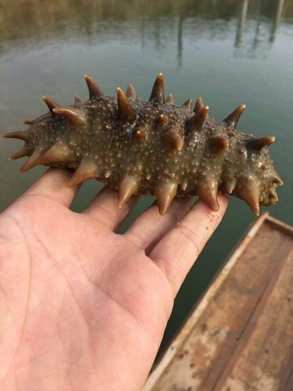 红烧活海参怎么做法(八珍之首海参之另类做法红烧海参) 红烧活海参怎么做法(八珍之首海参之另类做法红烧海参)