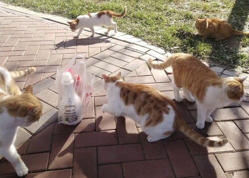抖音游戏流浪猫的故事攻略(流浪猫的故事汉化版下载)