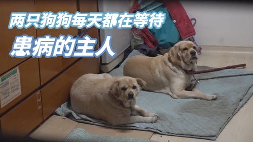 狗哭游戏攻略(狗哭 游戏)