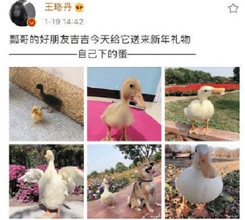 王珞丹发寻鸭启事登热搜是怎么回事(警方回应王珞丹寻鸭启事) 王珞丹发寻鸭启事登热搜是怎么回事(警方回应王珞丹寻鸭启事)