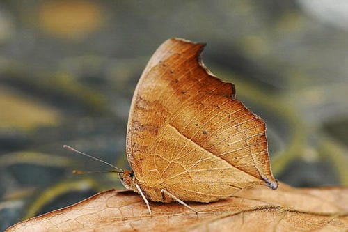 蝴蝶是属于昆虫还是属于动物（蝴蝶是昆虫吗）(图12)