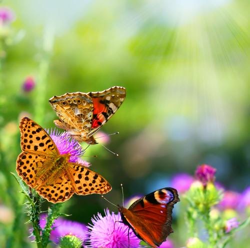 蝴蝶是属于昆虫还是属于动物（蝴蝶是昆虫吗）(图1)