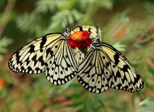 蝴蝶是属于昆虫还是属于动物（蝴蝶是昆虫吗）(图7)