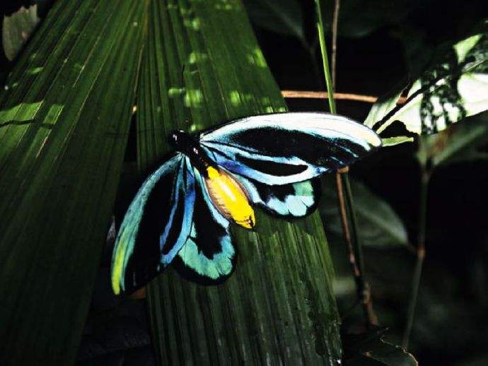 蝴蝶是属于昆虫还是属于动物（蝴蝶是昆虫吗）(图6)