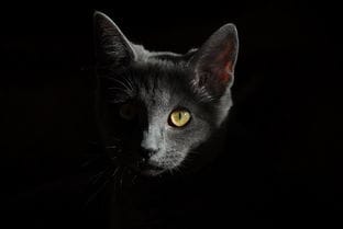 抖音猫咪游戏广告(抖音游戏猫挑战背景音乐)