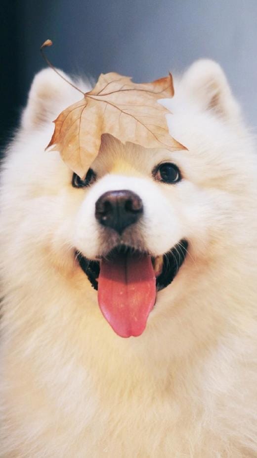 表达失眠的搞笑句子