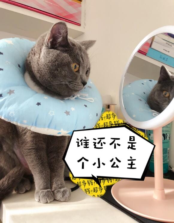 自己样子镜子里的可信还是照片,镜子和相机哪个更真实? 本文共(912字) 自己样子镜子里的可信还是照片,镜子和相机哪个更真实? 本文共(912字)