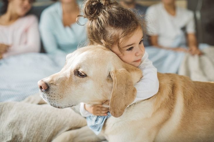 拉布拉多犬好养不（拉布拉多犬的优缺点）(图2)