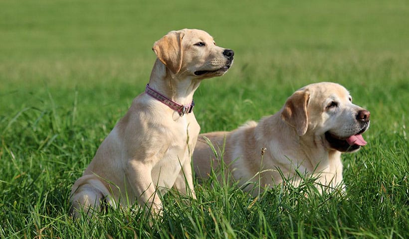 拉布拉多犬好养不（拉布拉多犬的优缺点）(图4)