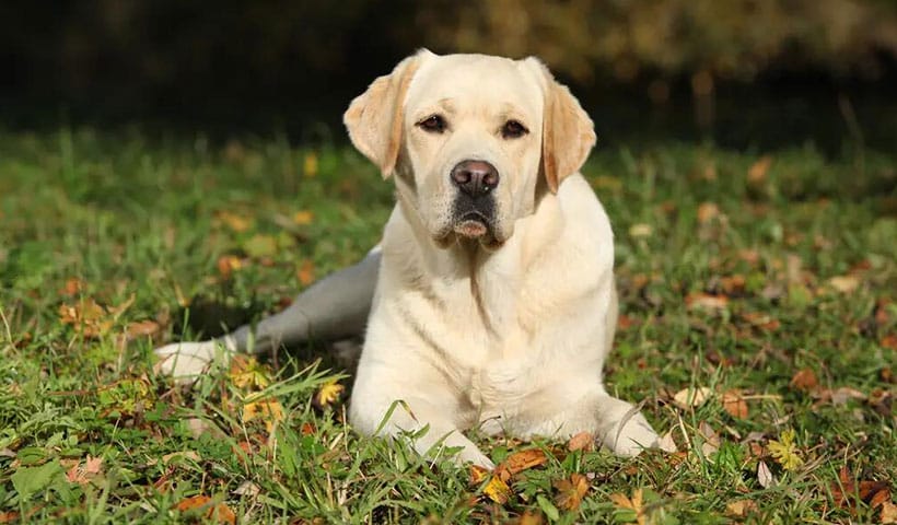 拉布拉多犬好养不（拉布拉多犬的优缺点）(图1)