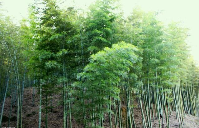 竹子的特征和象征的品质（竹子象征着什么品质）(图2)