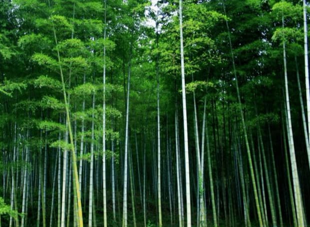 竹子的特征和象征的品质（竹子象征着什么品质）(图6)