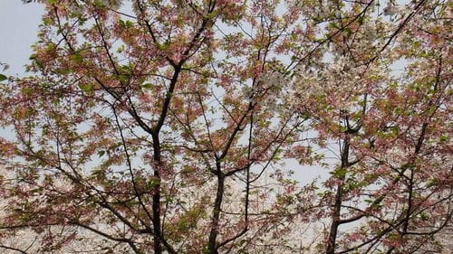赏花约会游戏攻略(为什么手机微信会自动闪退)
