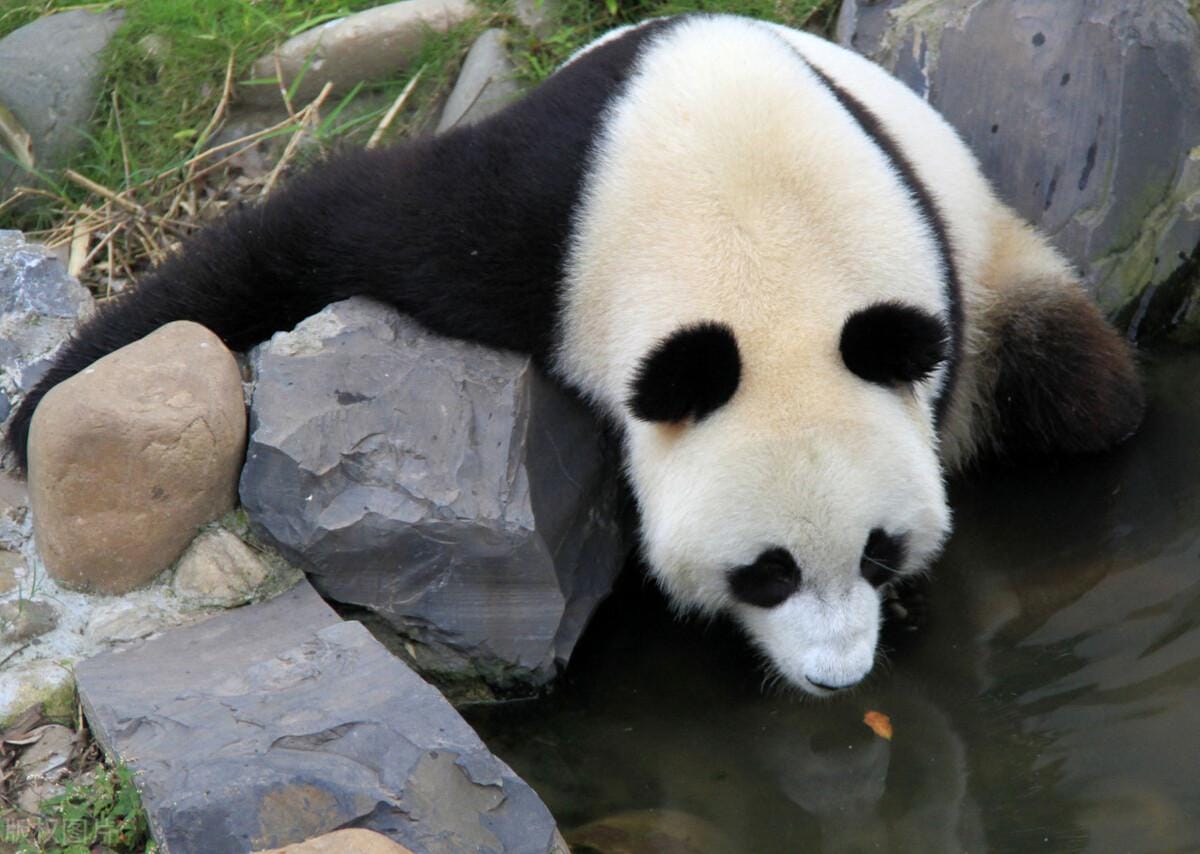 大熊猫有两种-（熊猫的种类有哪几种）(图2)