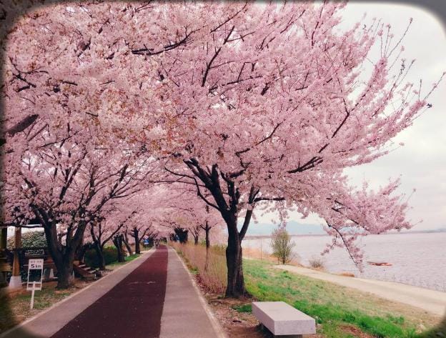 一起走花路可以对朋友说吗,祝福朋友走花路可以吗? 本文共(1117字) 一起走花路可以对朋友说吗,祝福朋友走花路可以吗? 本文共(1117字)