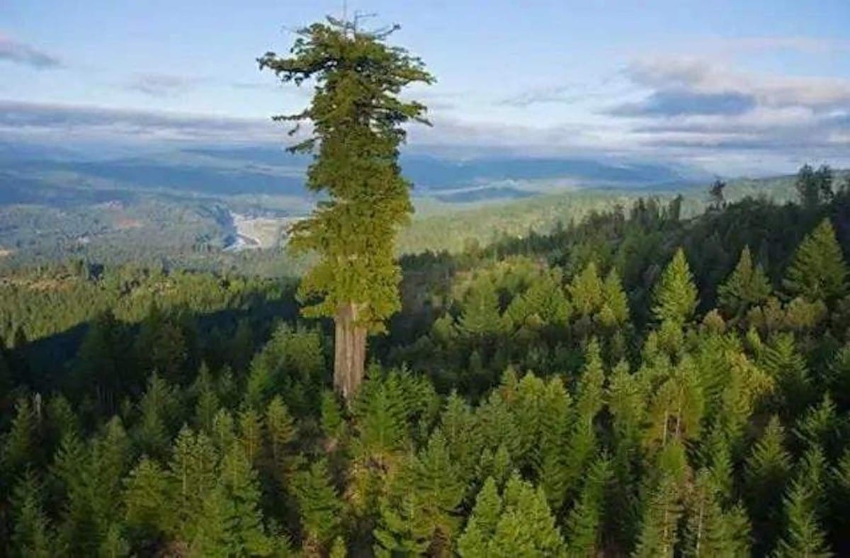 世界上最高的树木是多少米（世界上最高的树叫什么名字）(图1)