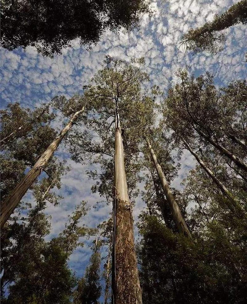 世界上最高的树木是多少米（世界上最高的树叫什么名字）(图4)