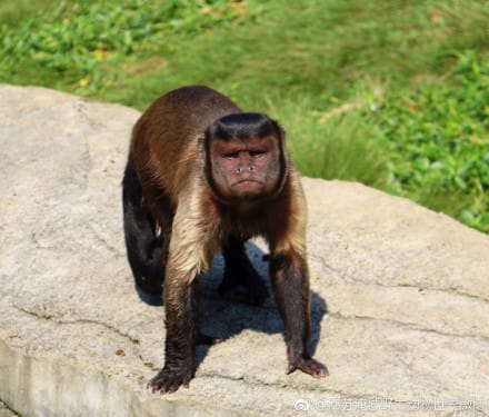 天津动物园人脸猴是黑帽悬猴吗？黑帽悬猴这么像人智商如何　本文共（970字）