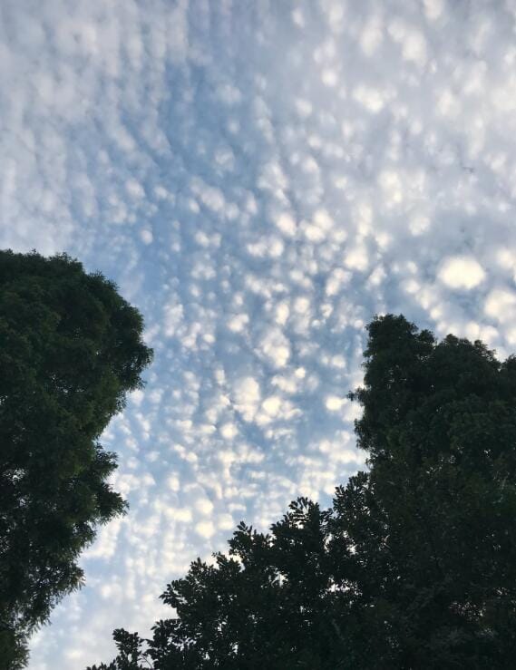 鱼鳞云代表什么天气,鱼鳞云一般会持续多久? 本文共(871字) 鱼鳞云代表什么天气,鱼鳞云一般会持续多久? 本文共(871字)