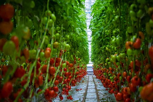 抖音接亲游戏100种植物(抖音上最火的接亲视频)