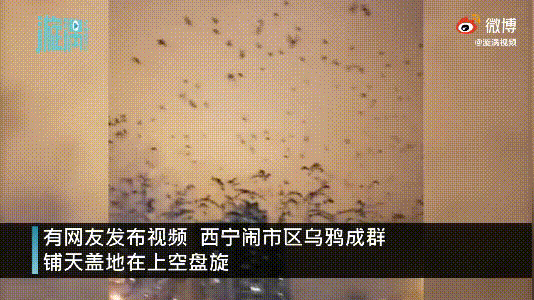 传说乌鸦成群在天上盘旋是什么征兆,乌鸦出现代表什么? 本文共(1221字) 传说乌鸦成群在天上盘旋是什么征兆,乌鸦出现代表什么? 本文共(1221字)