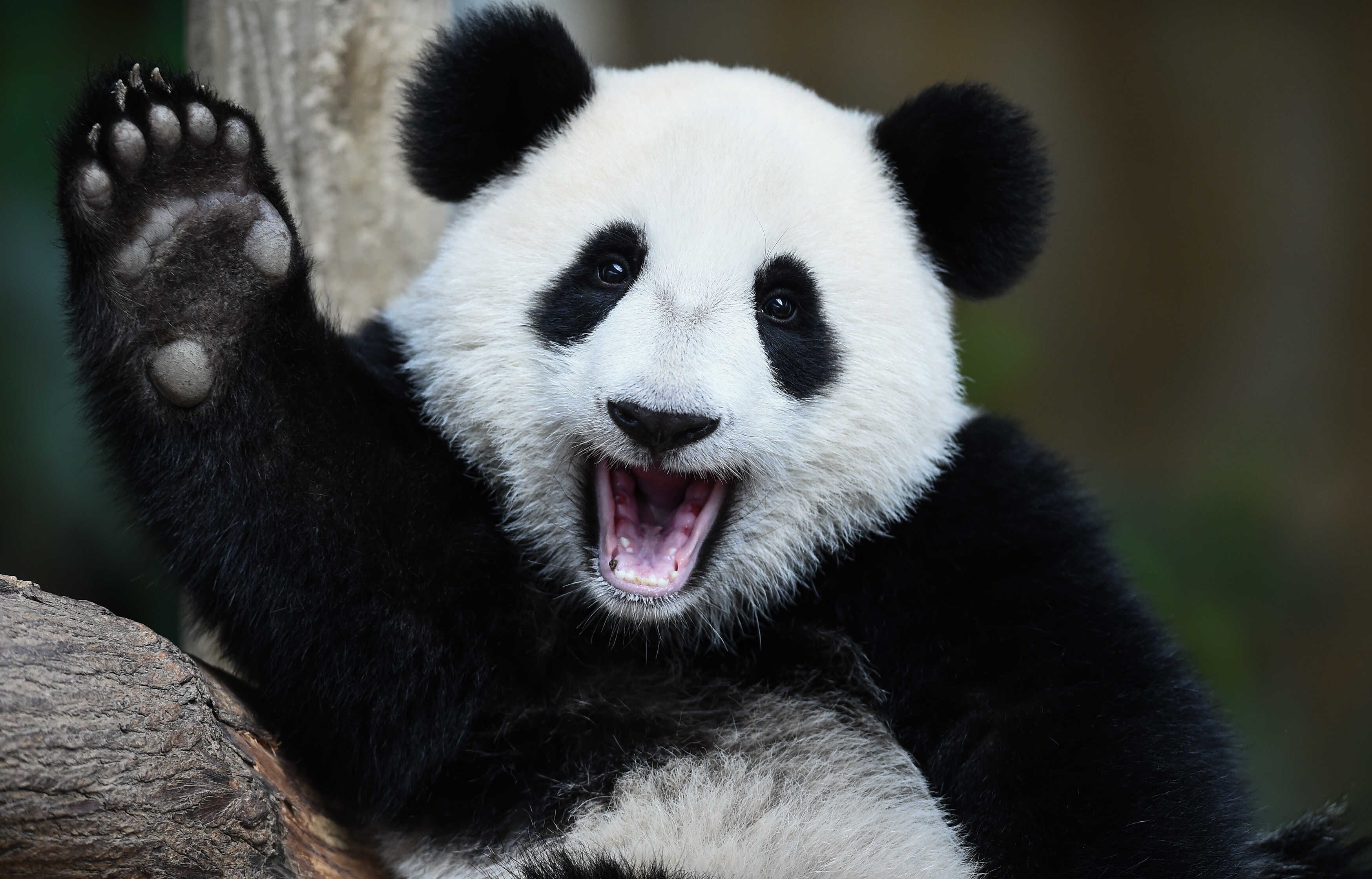 熊猫是中国唯一的国宝吗（熊猫为什么只有中国有）(图1)