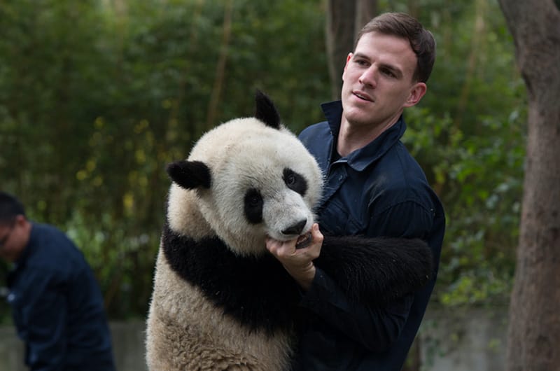 熊猫是中国唯一的国宝吗（熊猫为什么只有中国有）(图7)