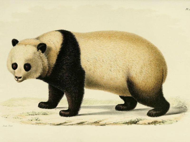 熊猫是中国唯一的国宝吗（熊猫为什么只有中国有）(图2)