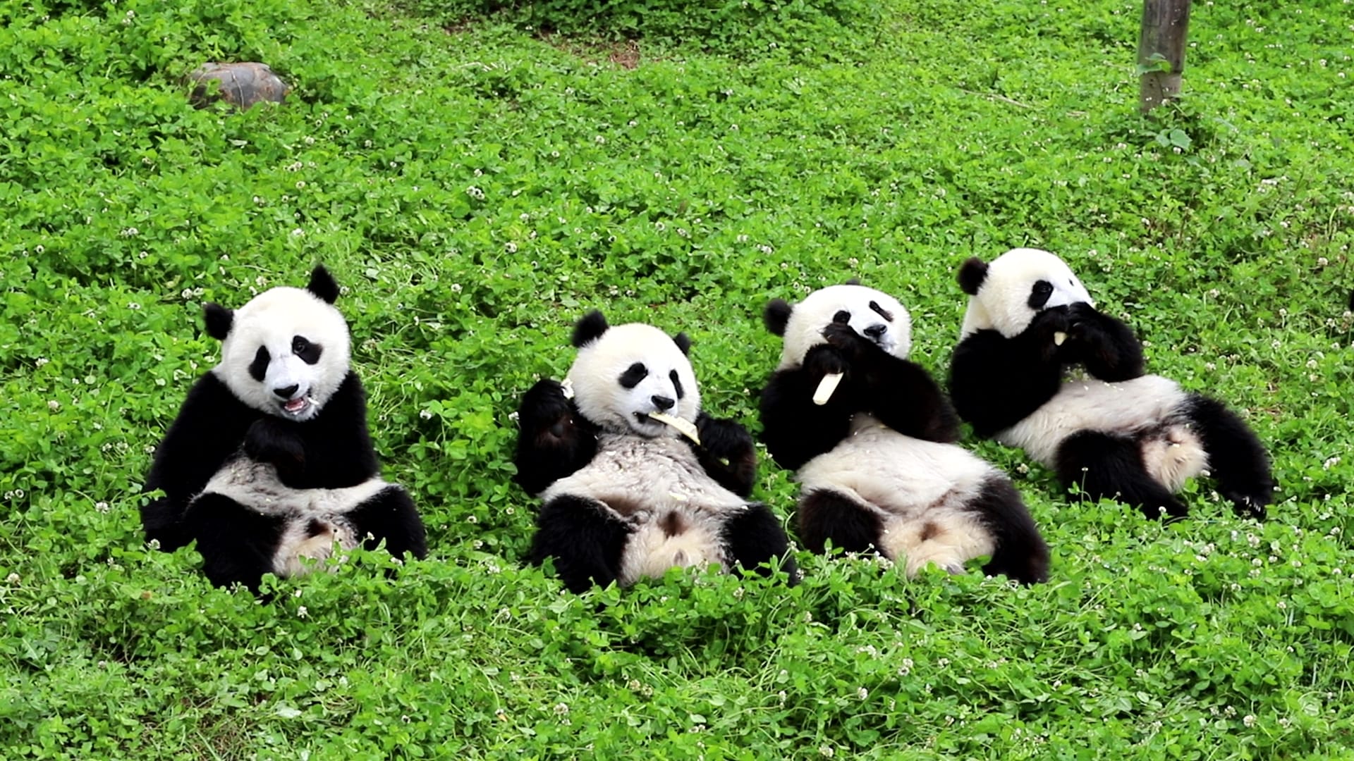 熊猫是中国唯一的国宝吗（熊猫为什么只有中国有）(图9)