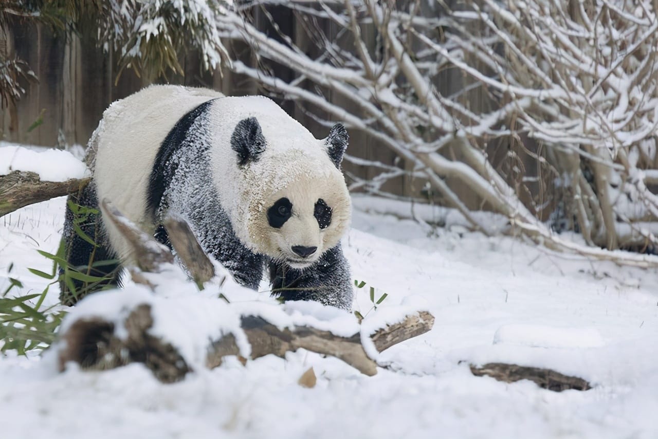 熊猫是中国唯一的国宝吗（熊猫为什么只有中国有）(图5)