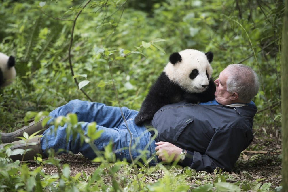 熊猫是中国唯一的国宝吗（熊猫为什么只有中国有）(图8)