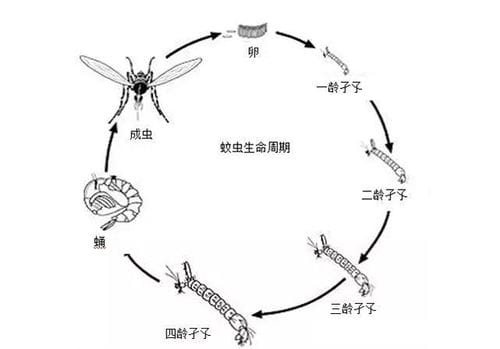 1118b里长蛆事件视频,111 1118b里长蛆事件视频,111