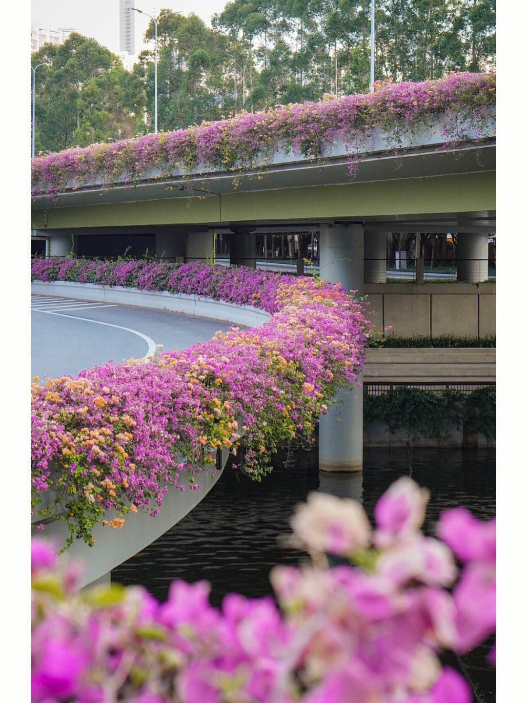 深圳常见绿化植物花卉（深圳市花叫簕杜鹃这个名字吗）(图1)