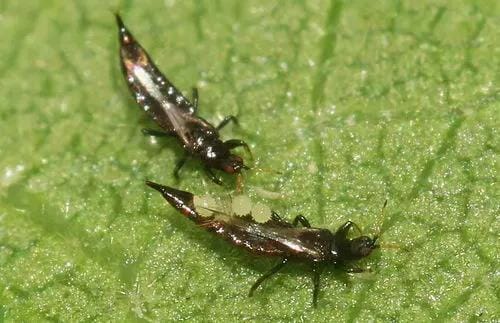 防治蚜虫有什么特效药（防治蚜虫的特效药有哪些）(图1)