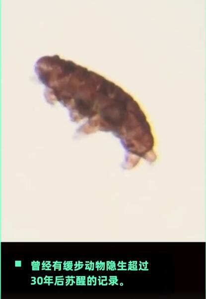 水熊虫寿命是多少年能活10万年吗,怎么可以杀死它们 本文共(1001字) 水熊虫寿命是多少年能活10万年吗,怎么可以杀死它们 本文共(1001字)