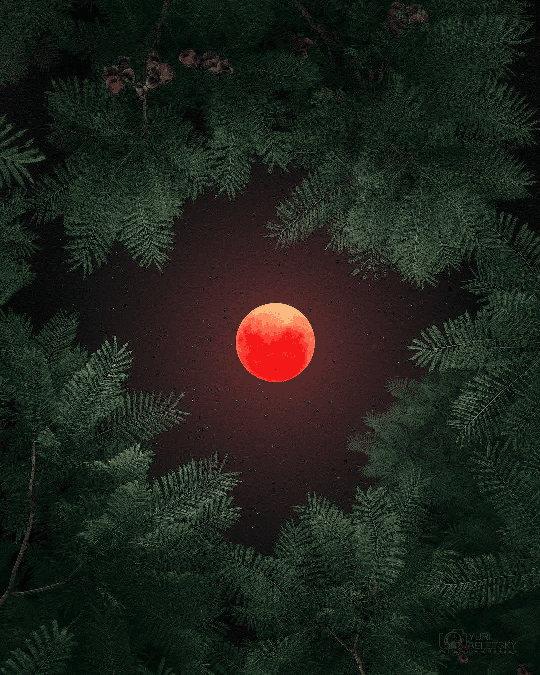 月亮变成红色是什么原因（月亮为什么会变红色）(图13)