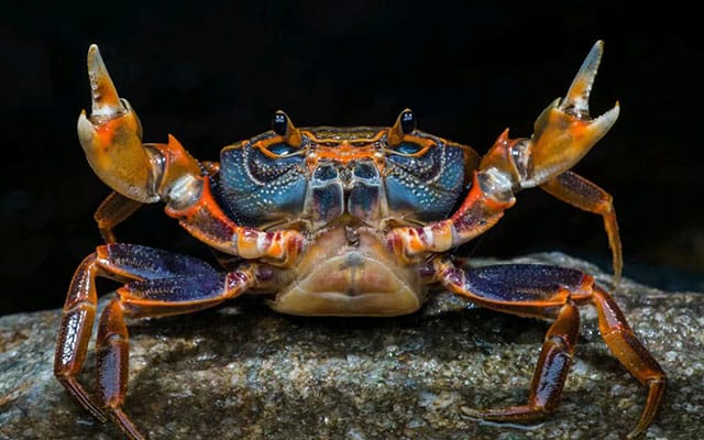 螃蟹为什么是横着走路的(用说明方法解答)（螃蟹为什么横着走原因）(图4)