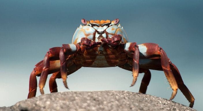 螃蟹为什么是横着走路的(用说明方法解答)（螃蟹为什么横着走原因）(图2)