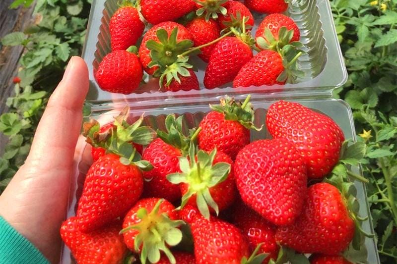草莓一般是酸的还是甜的（自己种的草莓为什么是酸的）(图4)