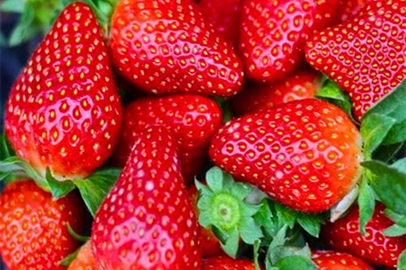 草莓一般是酸的还是甜的（自己种的草莓为什么是酸的）(图5)
