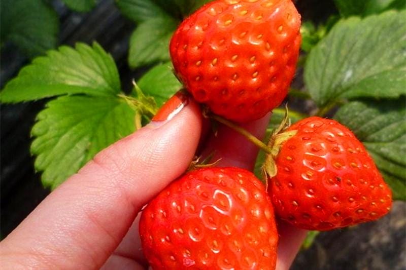 草莓一般是酸的还是甜的（自己种的草莓为什么是酸的）(图3)