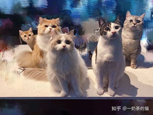 养个猫游戏攻略(养个猫游戏攻略大全)