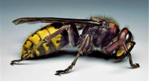 十大毒蜂图片（世界上最毒的蜂排名）(图3)