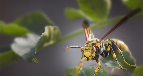 十大毒蜂图片（世界上最毒的蜂排名）(图10)