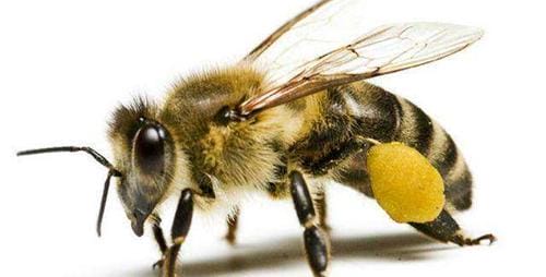 十大毒蜂图片（世界上最毒的蜂排名）(图7)