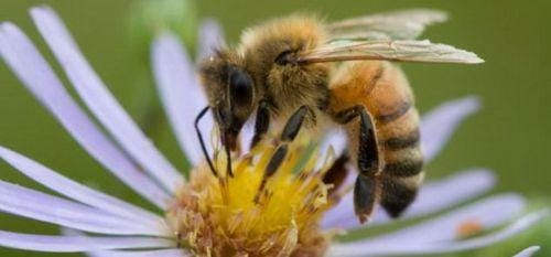 十大毒蜂图片（世界上最毒的蜂排名）(图6)