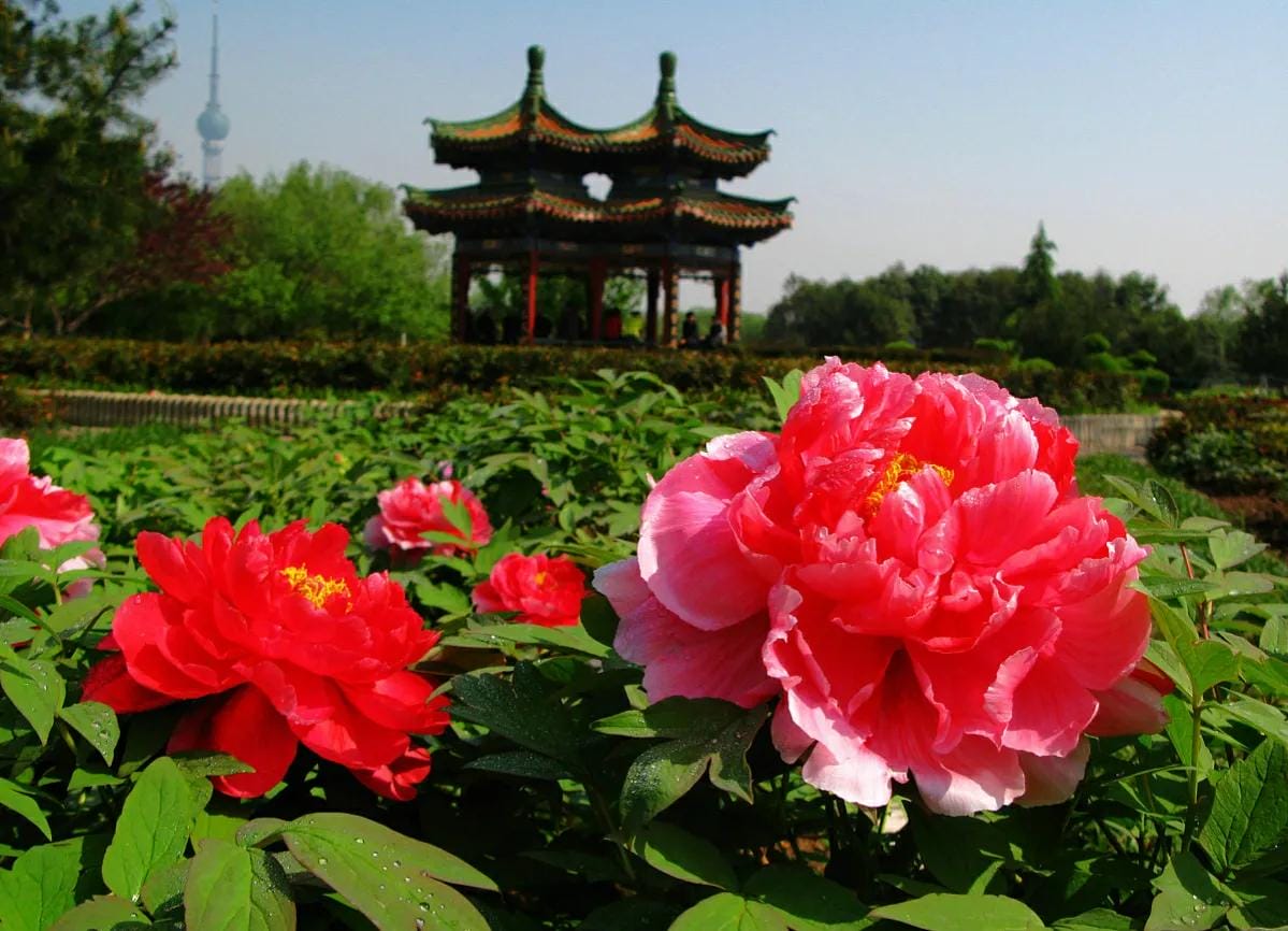 牡丹花是中国的象征（中国国花牡丹象征着什么）(图1)